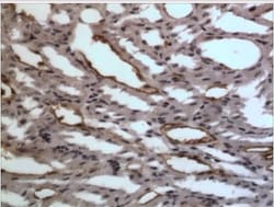 EphA7 Antibody (6E1) - Azide and BSA Free, Novus Biologicals:Antibodies:Primary